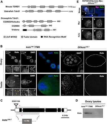 The Tudor Domain-Containing Protein, Kotsubu (CG9925), Localizes to the Nuage and Functions in piRNA Biogenesis in D. melanogaster